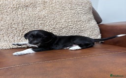 Mixed Breed dogs for sale: Beautiful mixed breed puppy - Image 4