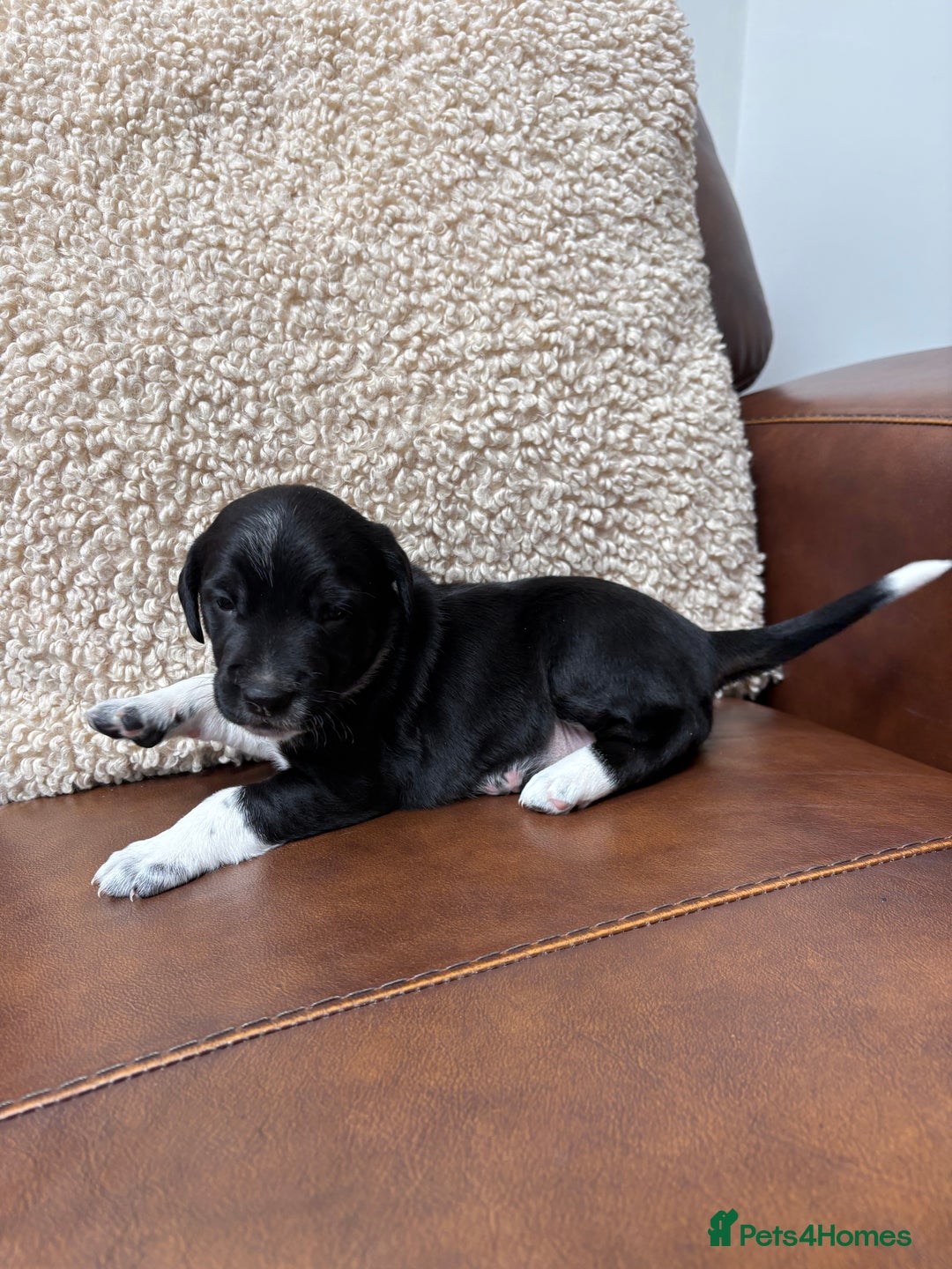 Mixed Breed dogs for sale: Beautiful mixed breed puppy - Image 4