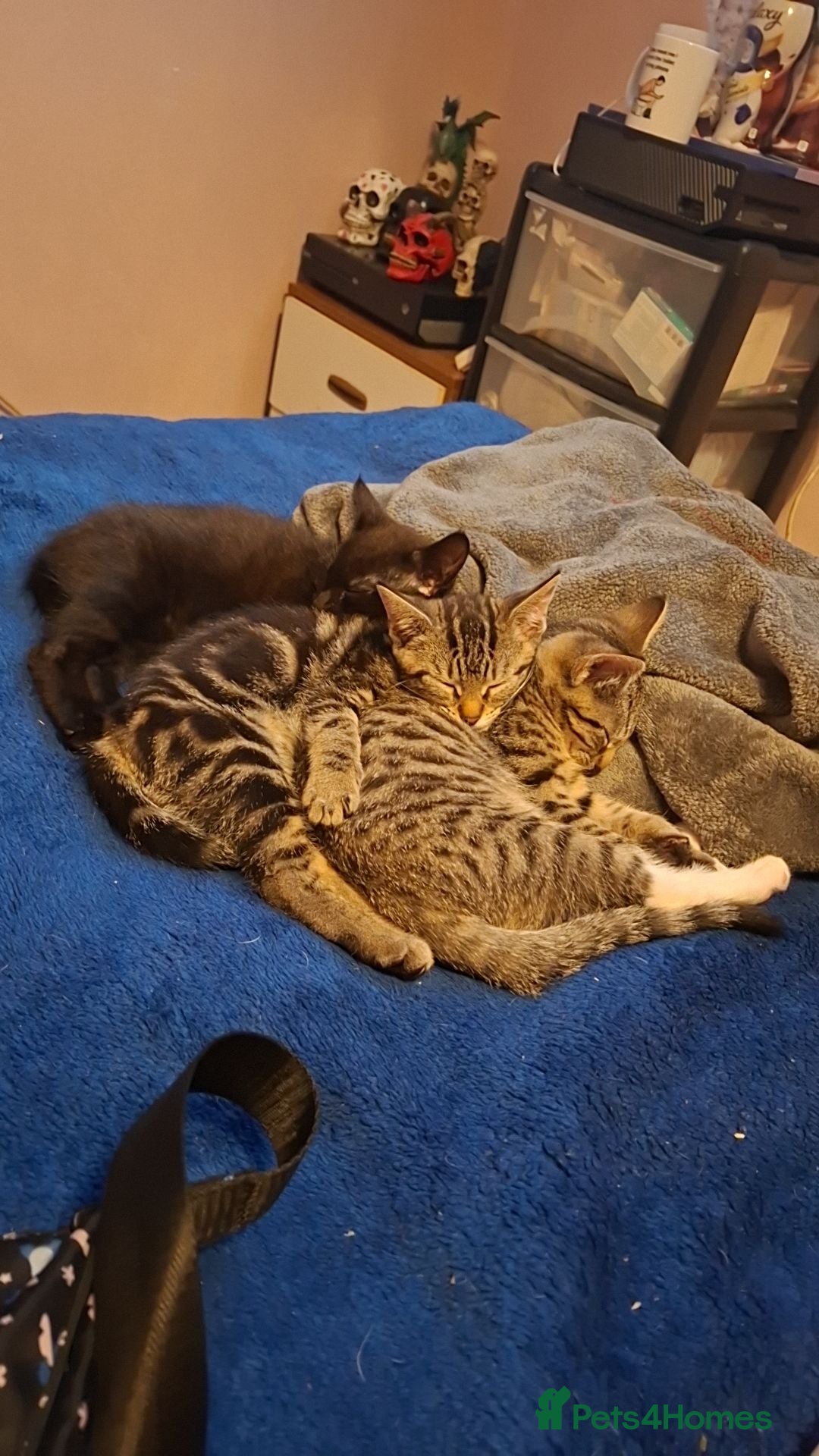 Domestic Shorthair cats for sale: 1 black female kitten for sale  - Advert 4