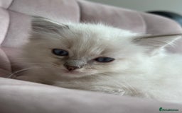 Ragdoll cats for sale: Gorgeous Balls Of Fluff 🥰😻🤗 - Image 26