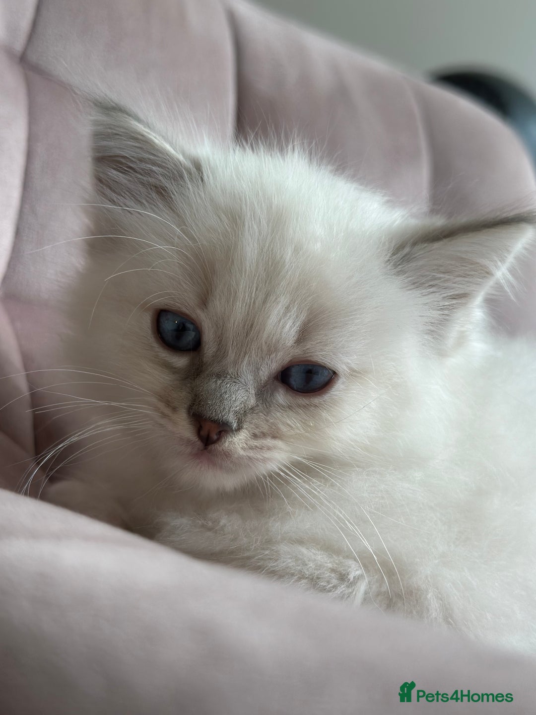 Ragdoll cats for sale: Gorgeous Balls Of Fluff 🥰😻🤗 - Image 26