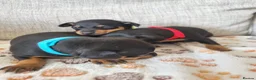 Miniature Pinscher dogs for sale: Three beautiful mini-pin pups  in Morecambe - Advert 4