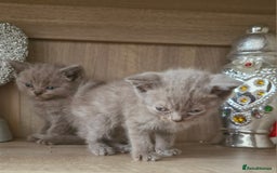 British Shorthair cats for sale: Very beautiful British Shorthair Kittens  - Image 8