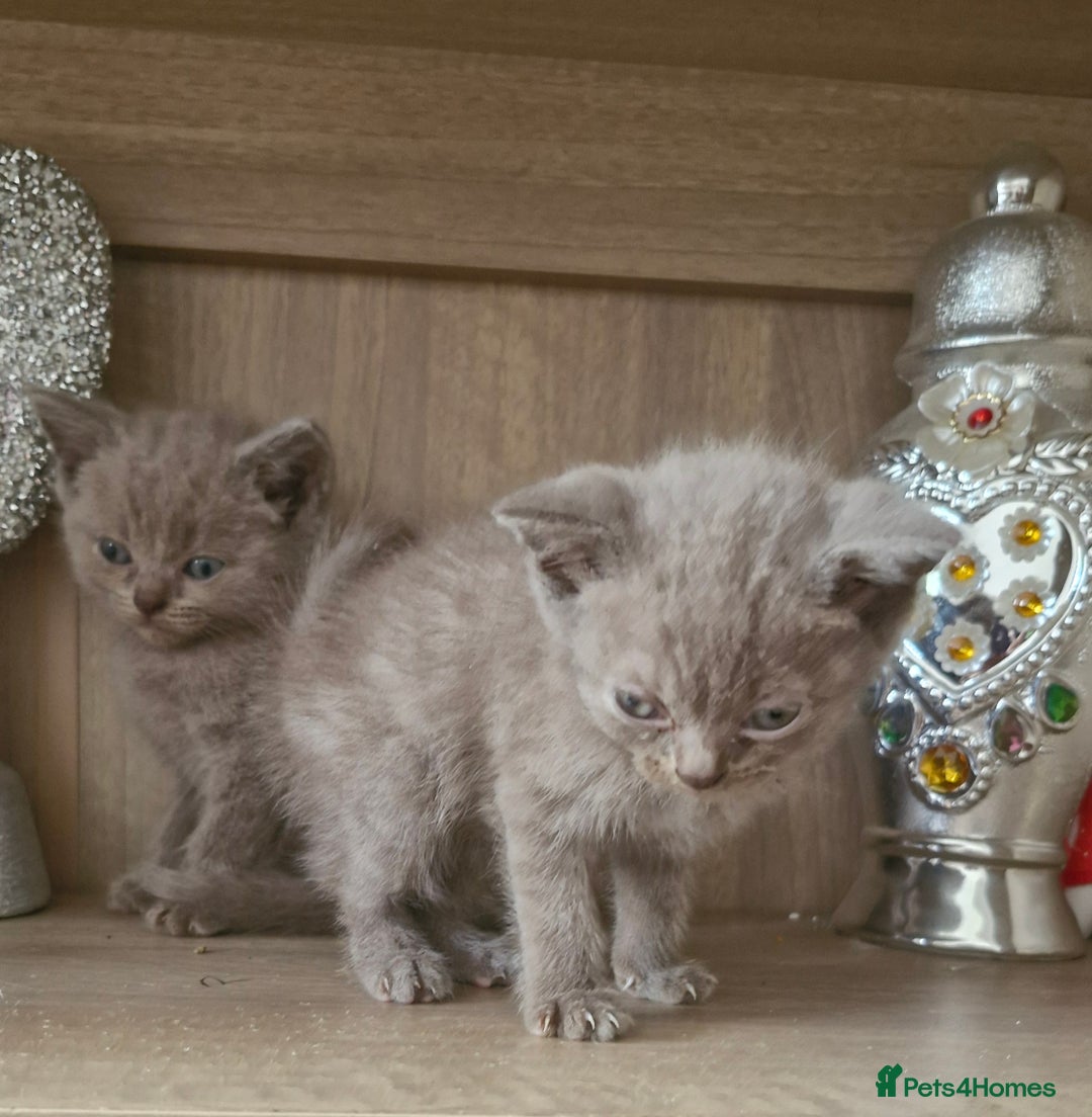 British Shorthair cats for sale: Very beautiful British Shorthair Kittens  - Image 8