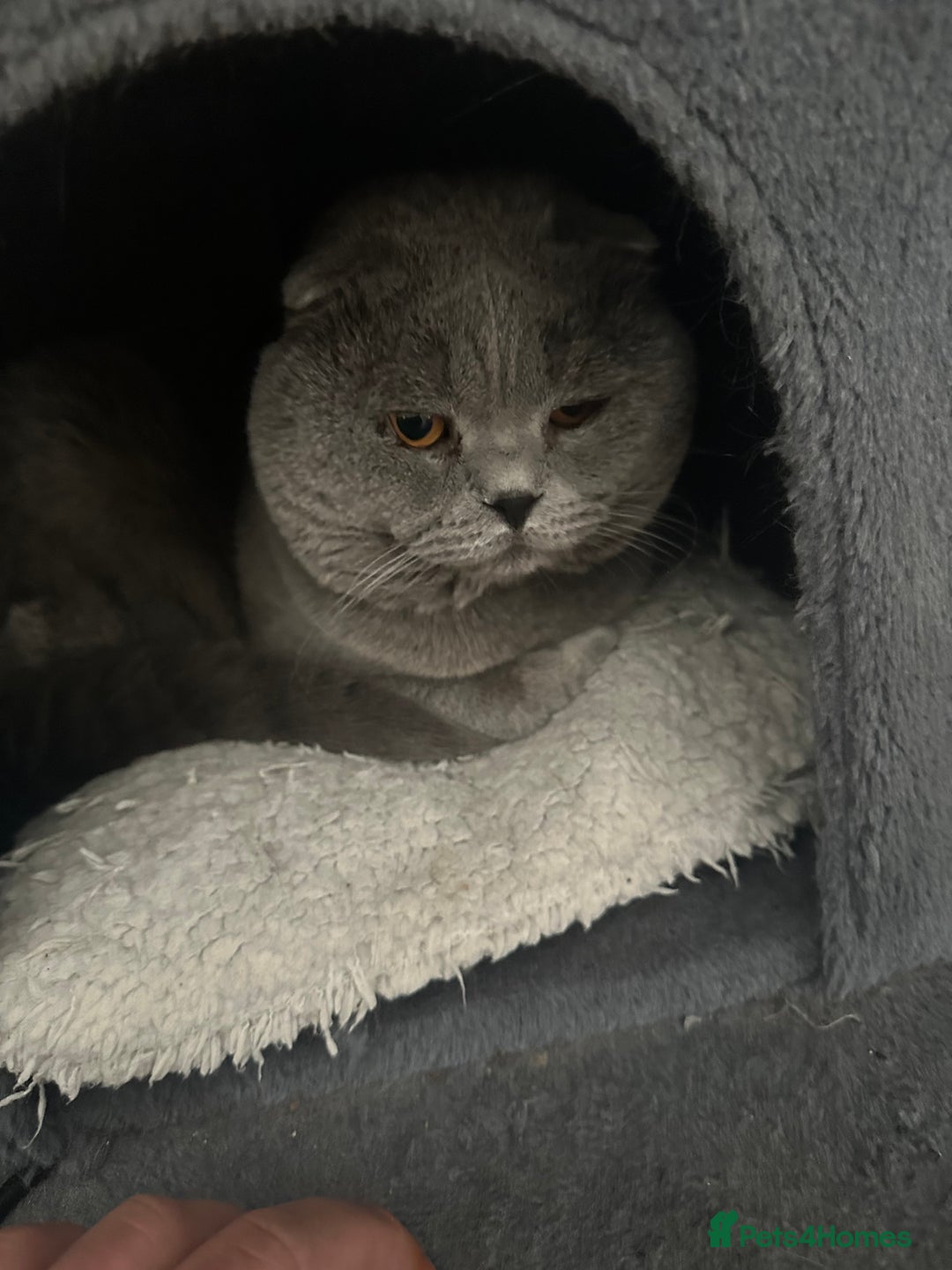 Scottish Fold cats for sale: Scottish fold - Advert 6