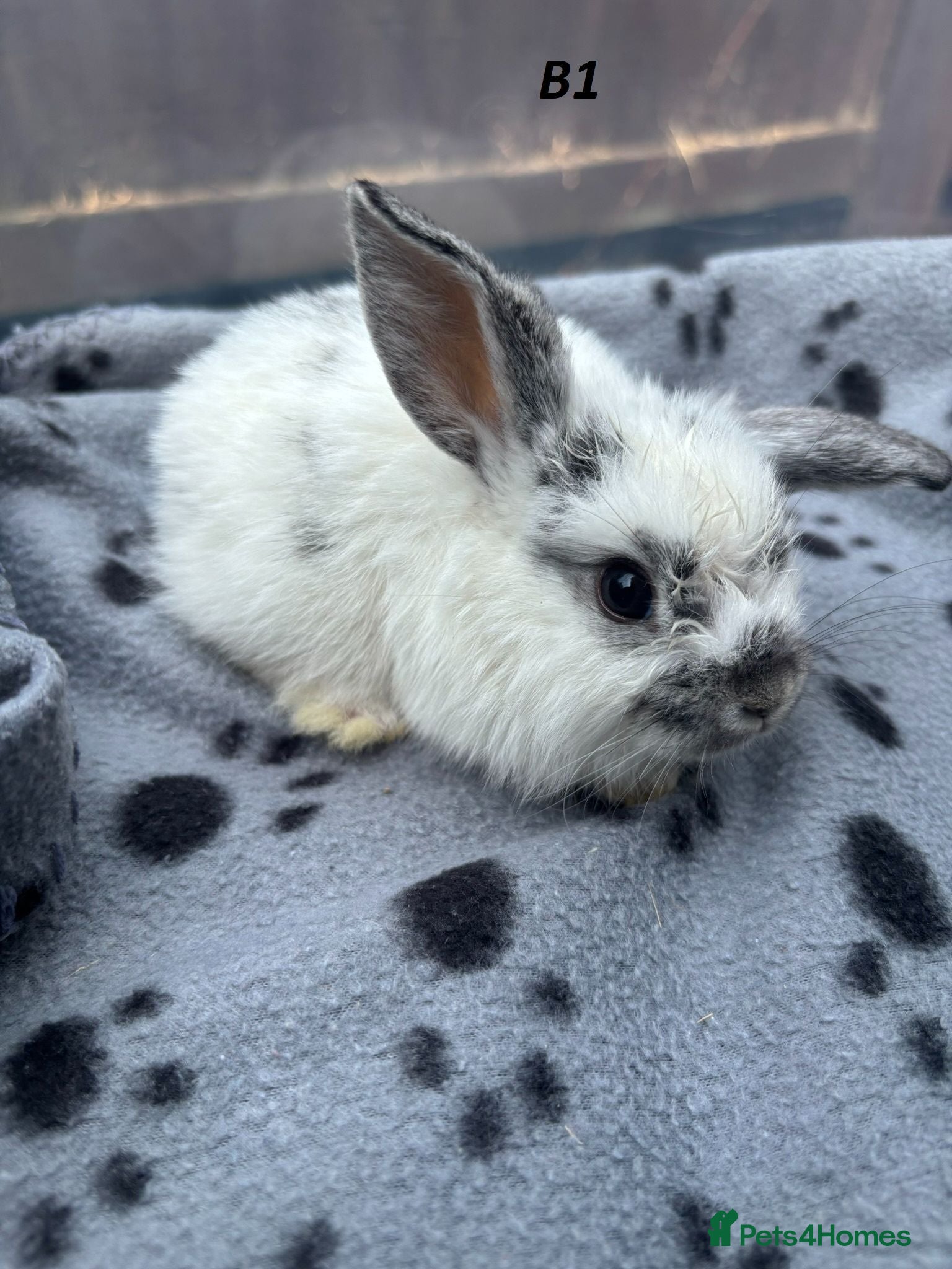 Mini Lop rabbits 🐰 Beautiful Mini Lop Baby Bunnies– Ready to go 🐰 - Advert 1