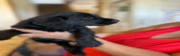 Labradoodle dogs for sale: Beautiful happy labradoodle puppies Ready 15.07.26 - Advert 22