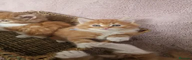 Norwegian Forest Cat 4