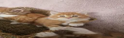 Norwegian Forest Cat cats for sale: Beautiful ginger Norwegian Forest fluffy kittens  - Advert 8