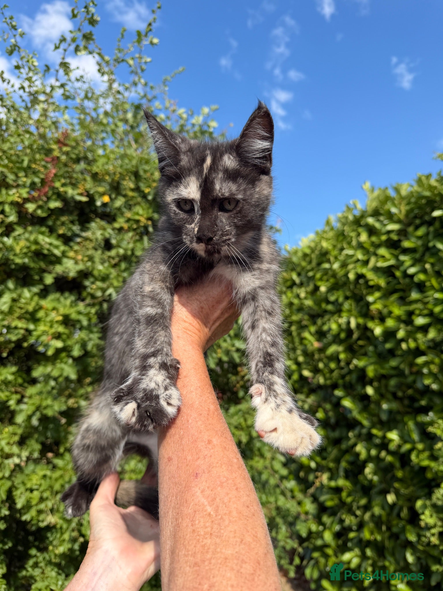 Mixed Breed cats 8 Beautiful Kittens Ready for Their New Homes - Advert 1
