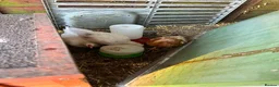 Chickens poultry for sale: 3 female chicks in Tewkesbury - Advert 2