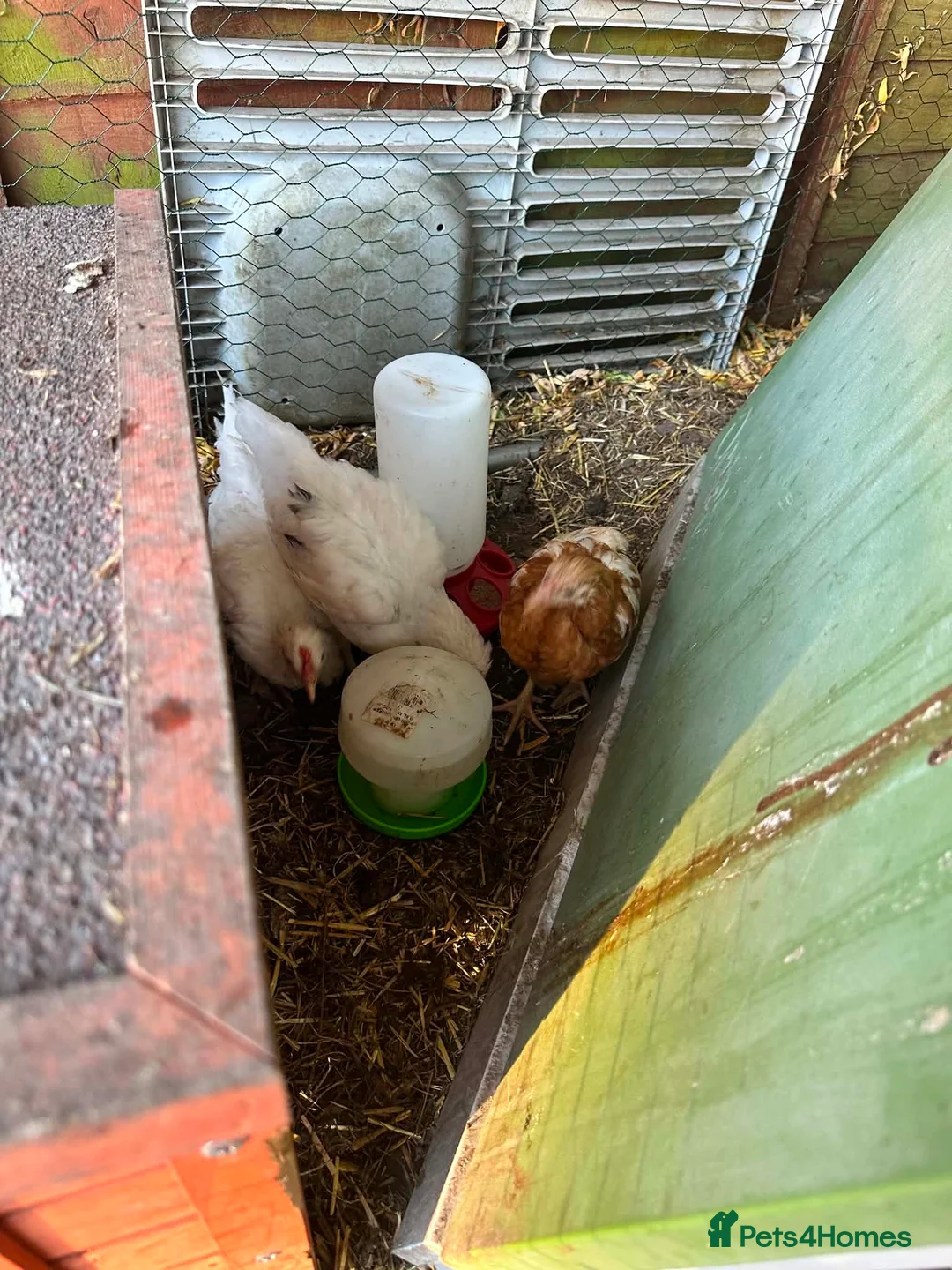 Chickens poultry for sale: 3 female chicks in Tewkesbury - Advert 2