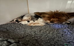 Yorkshire Terrier dogs for sale: Beautiful Yorkshire biewer terrier - Image 7