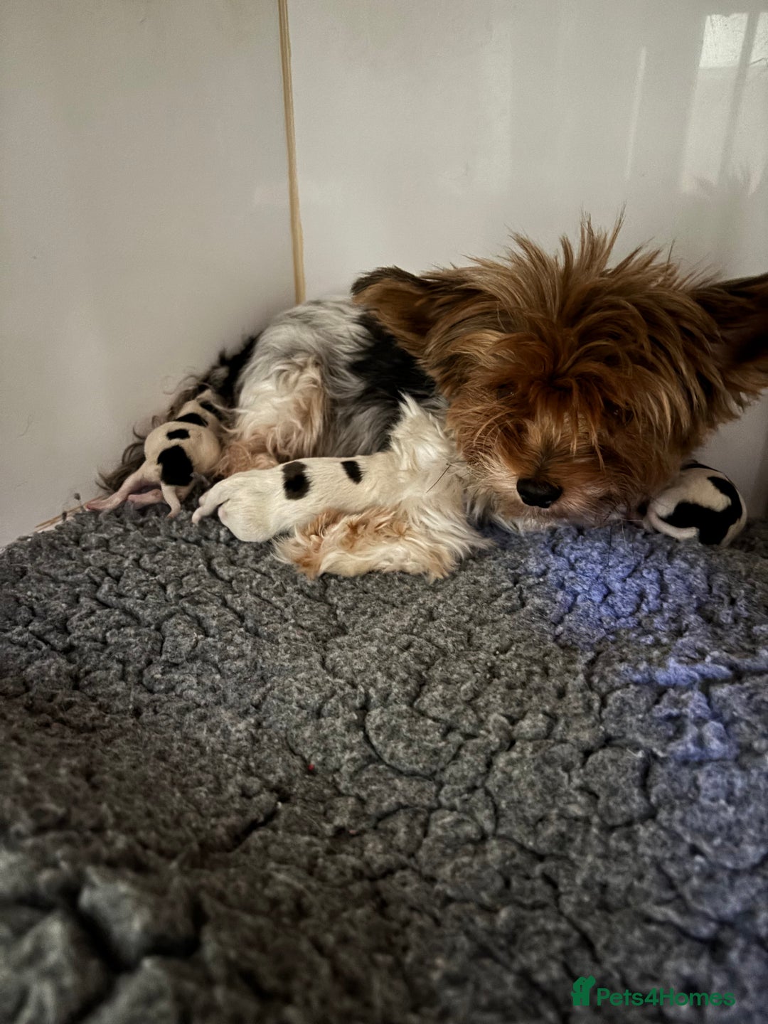 Yorkshire Terrier dogs for sale: Beautiful Yorkshire biewer terrier - Image 7