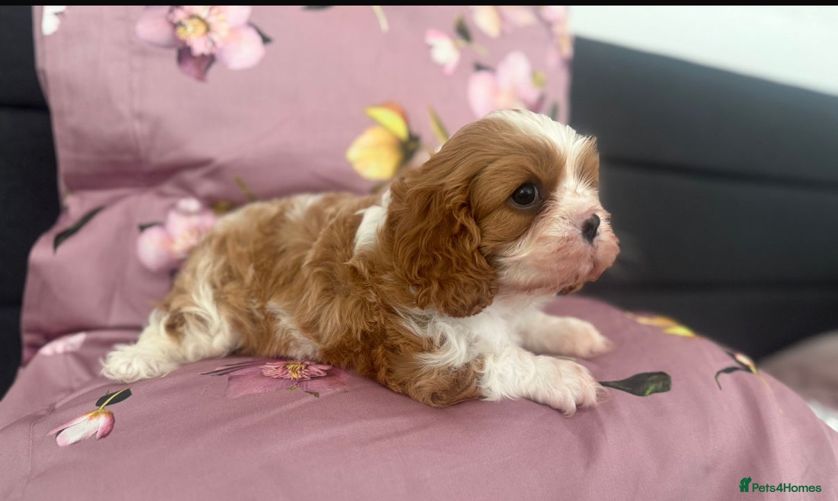 Cavalier King Charles Spaniel dogs Beautiful health tested puppies 💙 - Advert 2