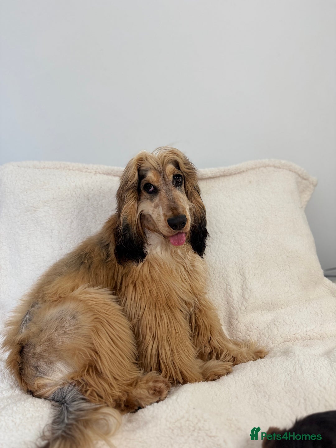 Cocker Spaniel dogs for stud: Rufus - KC sable show cocker - Advert 3