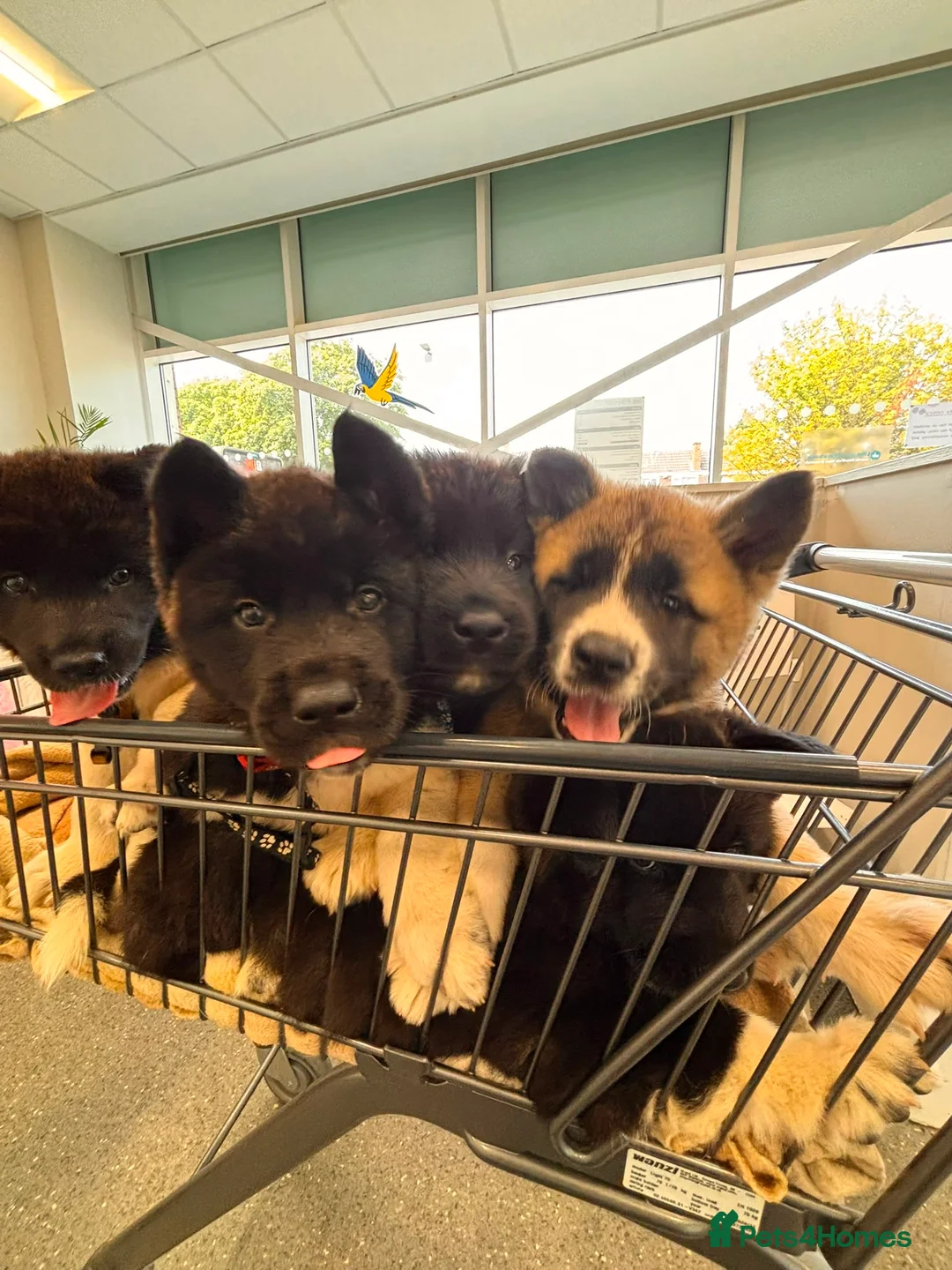 Akita dogs for sale: Wanted: new home for male Akita puppies ready now! - Advert 2