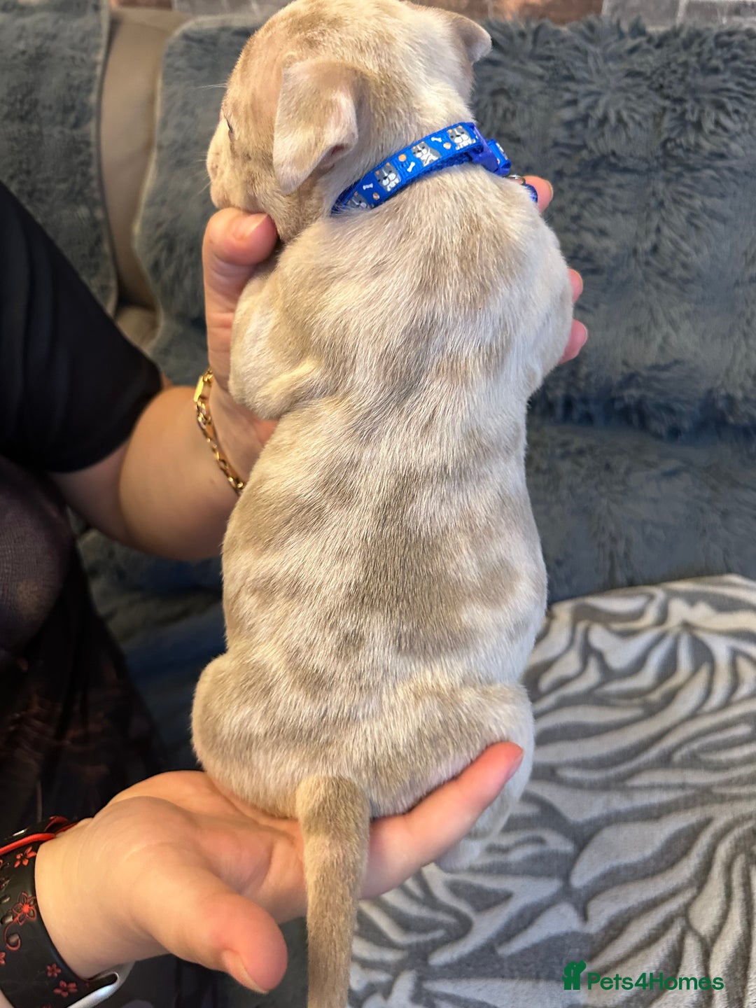 American Bully dogs for sale: 🐾 ABKC Registered Micro/Pocket Bully Puppies! 🐾 - Image 8