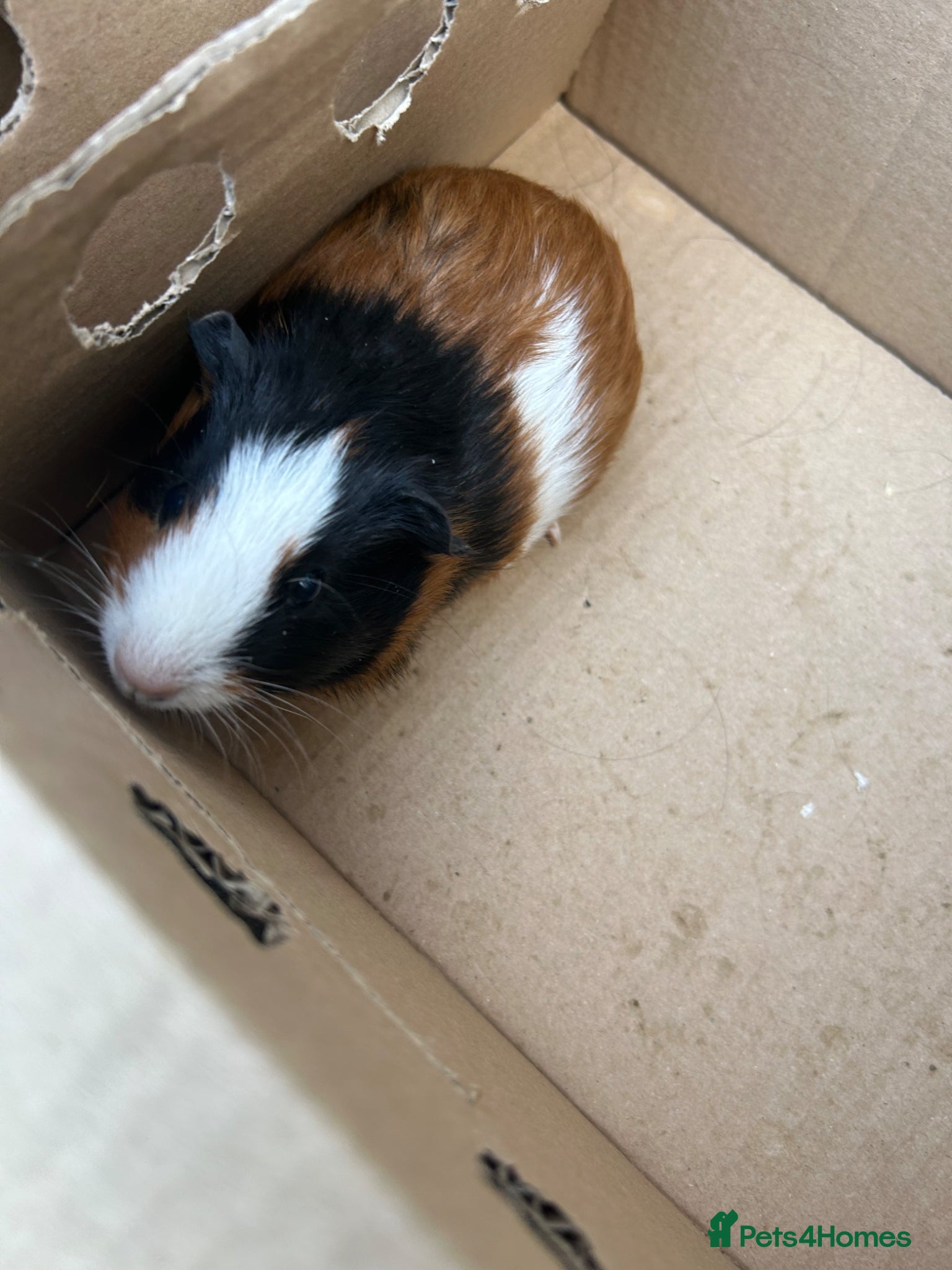 Guinea Pig rodents 7 week old guinea pigs and two male adult pigs - Advert 10