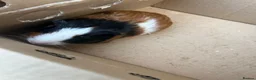 Guinea Pig rodents for sale: 6 week old guinea pigs and two male adult pigs - Advert 3
