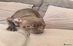 Staffordshire Bull Terrier dogs for sale: Lovely puppy  in Coventry - Image 20