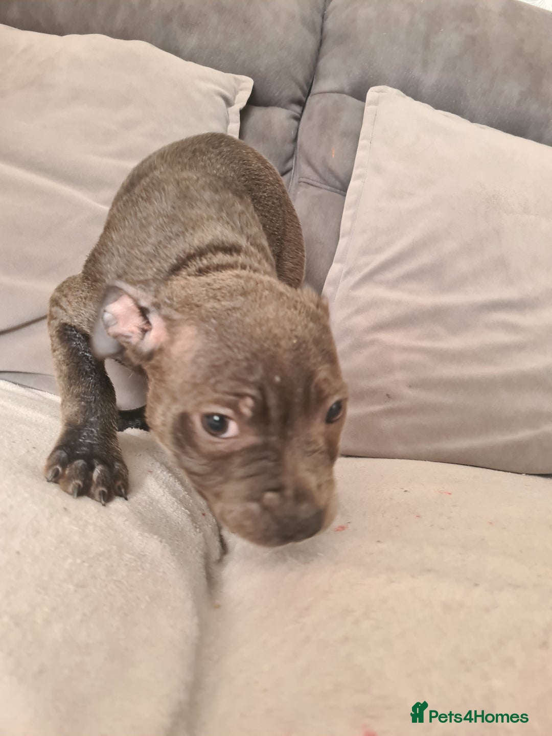 Staffordshire Bull Terrier dogs for sale: Lovely puppy  in Coventry - Image 20
