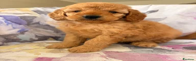 Labradoodle 4