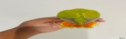 Lovebirds birds for sale: Hand reared lovebirds for sale  - Advert 6