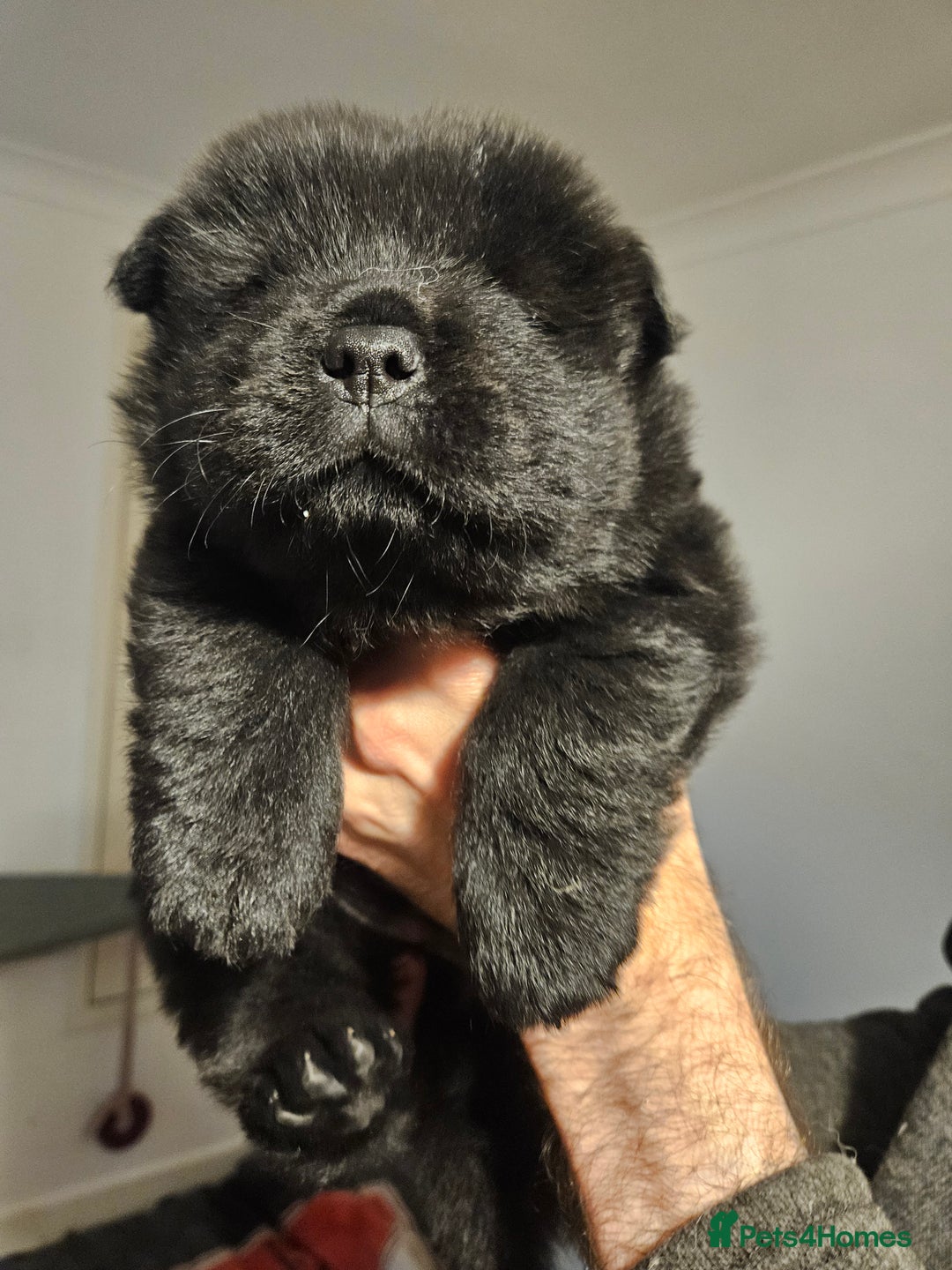Chow Chow dogs for sale: Chow chow puppies  - Image 14