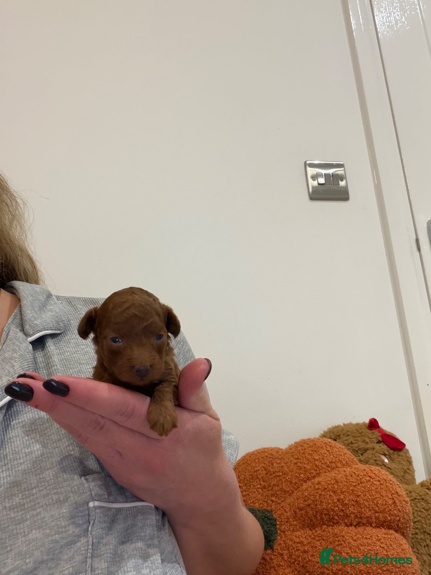 Toy Poodle dogs for sale: Asian x toy poodle  - Advert 1