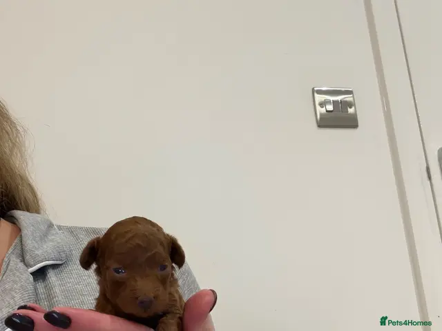 Toy Poodle dogs for sale: Asian x toy poodle - Advert 1