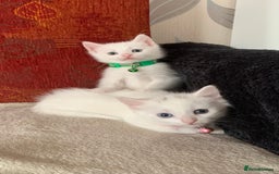 Mixed Breed cats for sale: White Gray and Ragdoll Kittens - Image 22