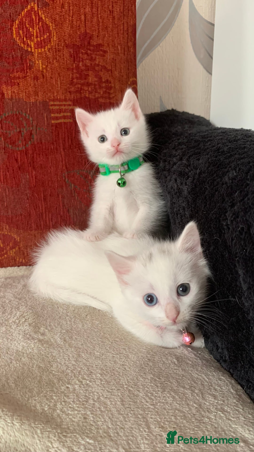 Mixed Breed cats for sale: White Gray and Ragdoll Kittens - Image 22