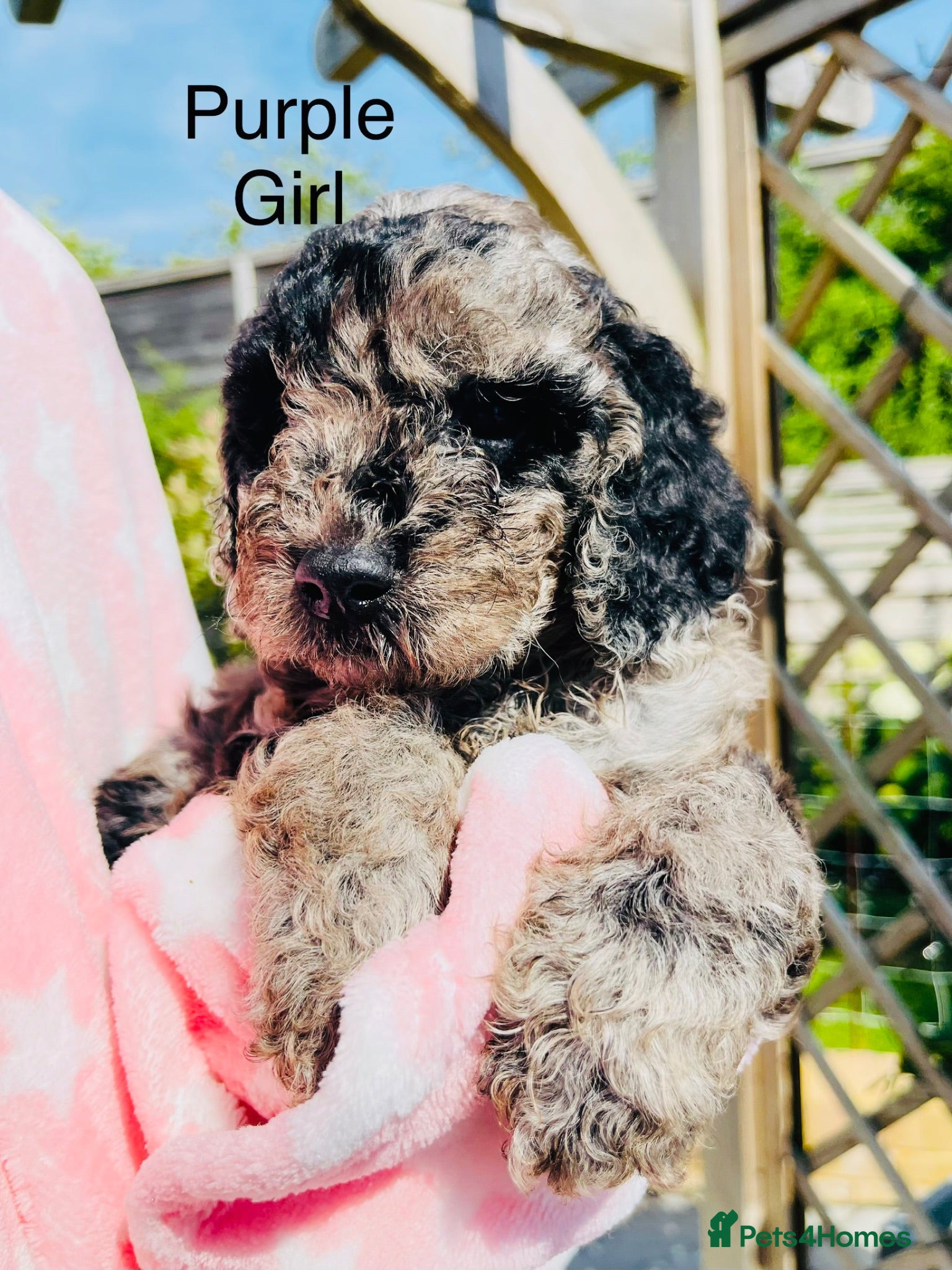Cockapoo dogs Stunning DNA/Health tested tri colour Cockapoo - Advert 18