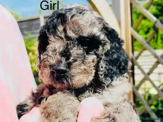 Cockapoo dogs Stunning DNA/Health tested tri colour Cockapoo - Advert 18