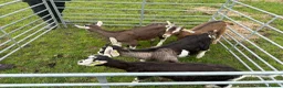 Goats livestock for sale:  Tog X alpine goats - Advert 6