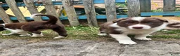 Border Collie dogs for sale: ISDS/KC Border Collie puppies for sale  - Advert 24