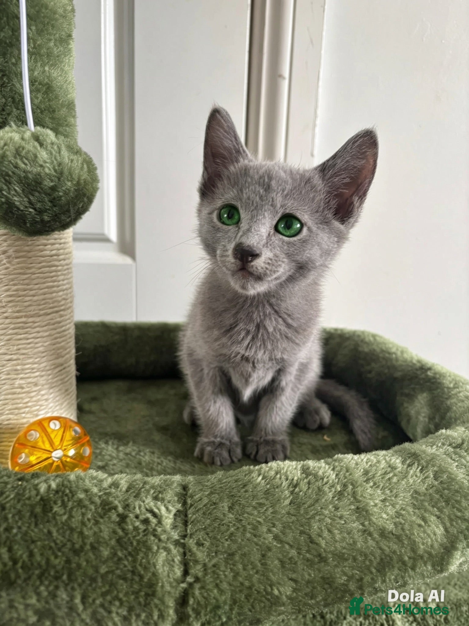Russian Blue cats TICA PURE PEDIGREE RUSSIAN BLUE KITTENS  - Advert 1