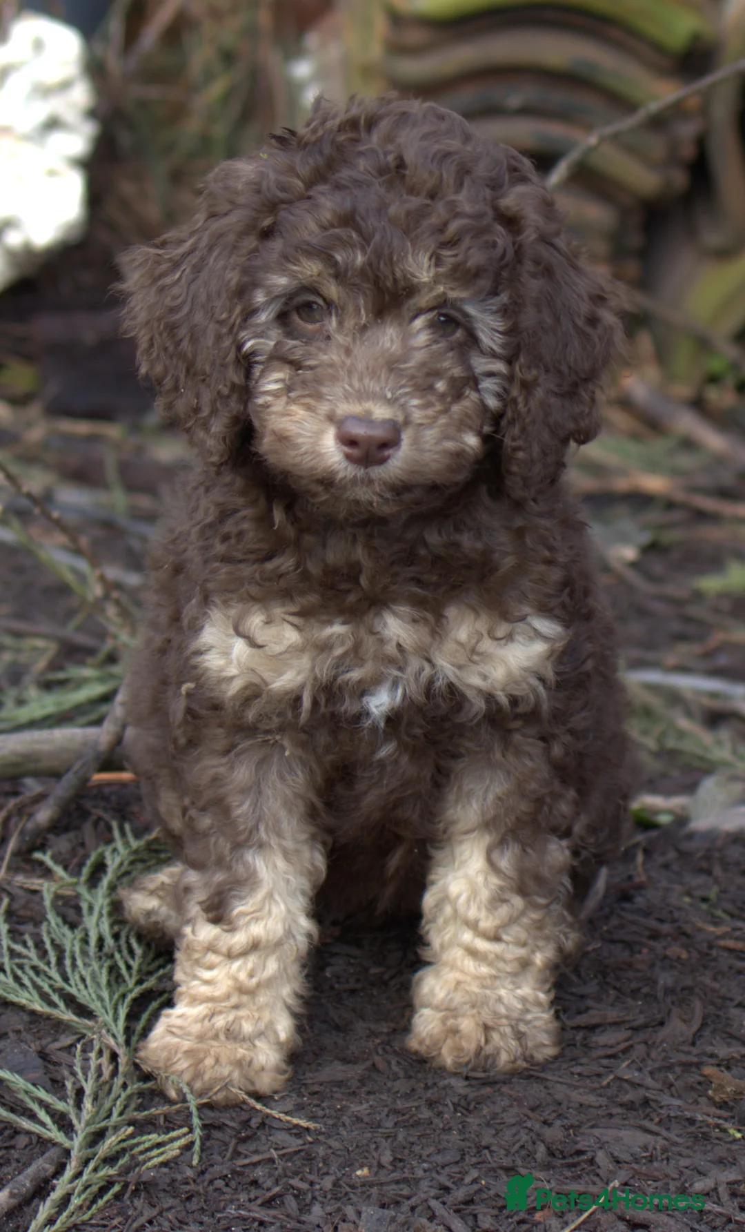 Labradoodle dogs for sale: 🐾🌈 Bred for Potential, Raised for Resilience🐾🌈 - Advert 1