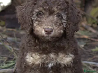 Labradoodle dogs 🐾🌈 Bred for Potential, Raised for Resilience🐾🌈 - Advert 18