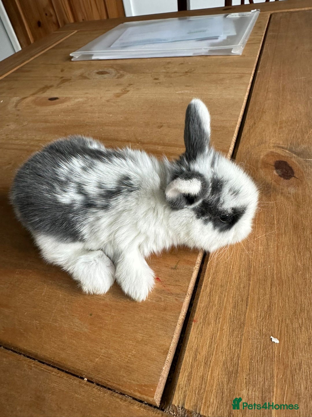 Mini Lop rabbits for sale: Pedigree mini Lops - Image 5