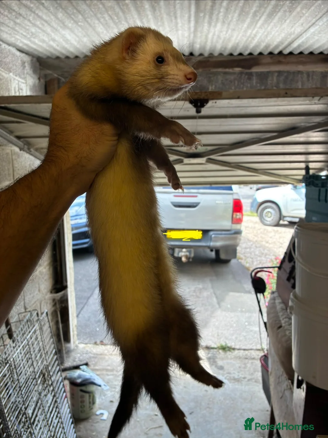 Ferret rodents for sale: Ferret Boy for sale in Ilminster - Advert 2