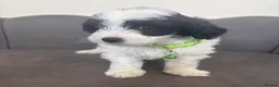 Maltipoo dogs for sale: Gorgeous Maltipoo Pups - Advert 8