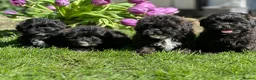 Shihpoo dogs for sale: Stunning shihpoo pups ready now  - Advert 10