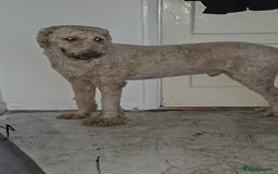 Labradoodle dogs for sale: Blue 5 yrs old. - Image 3