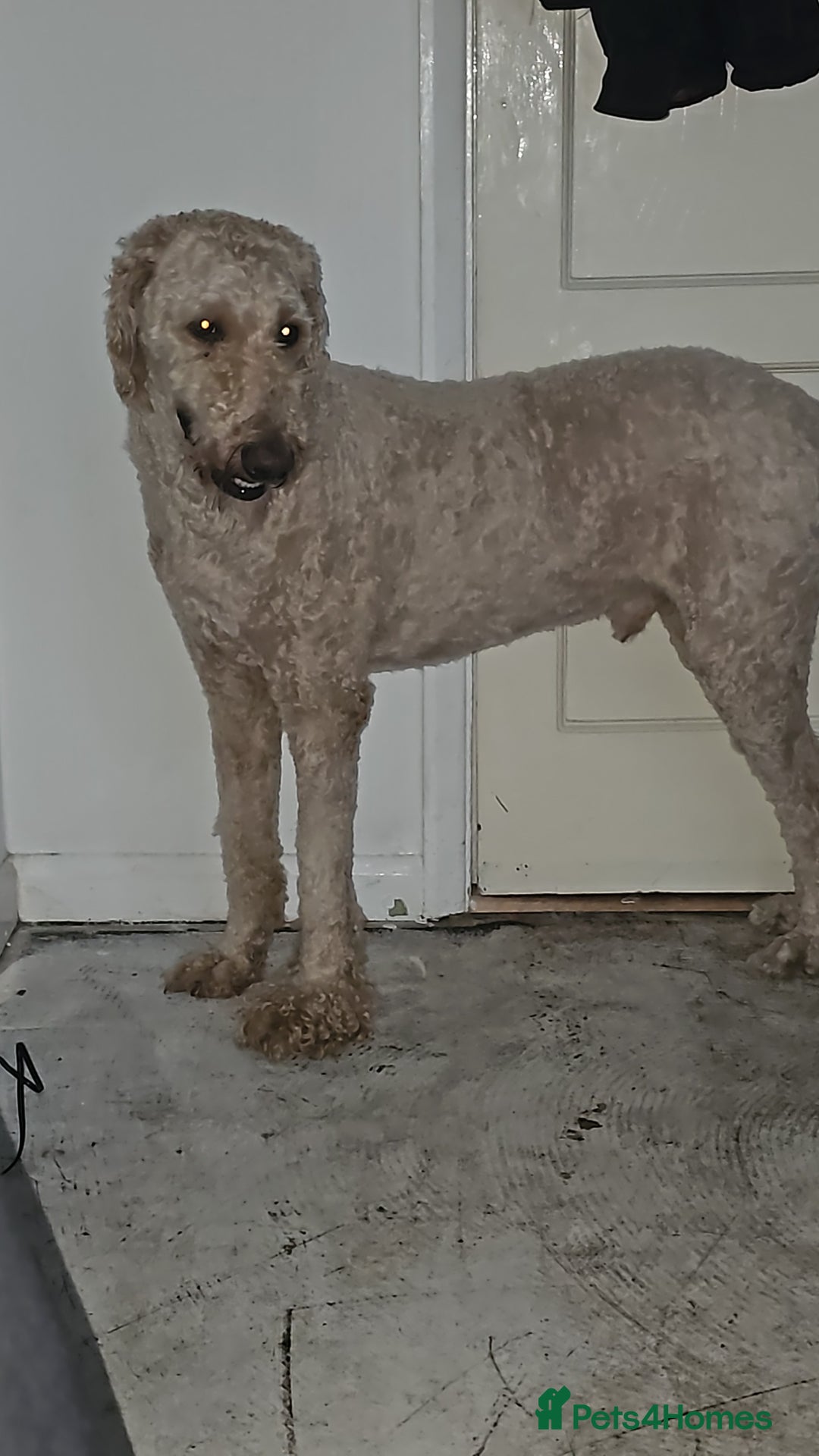 Labradoodle dogs for sale: Blue 5 yrs old. - Image 3