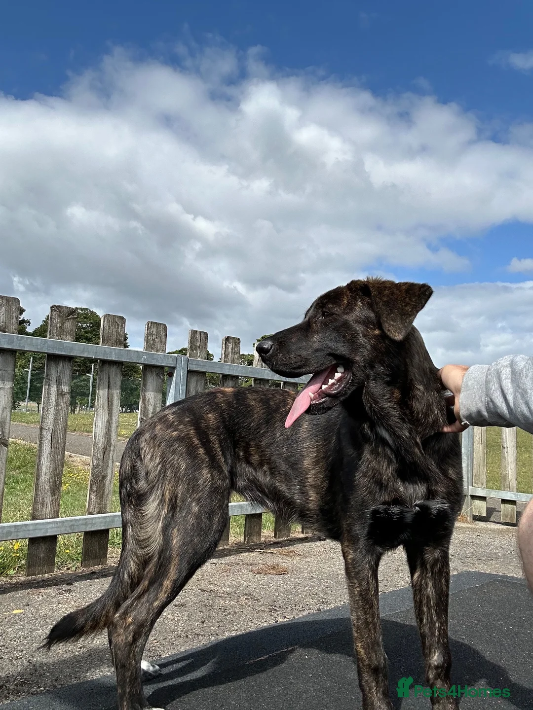 Mixed Breed dogs for sale: FREE TO GOOD HOME in Chippenham - Advert 2