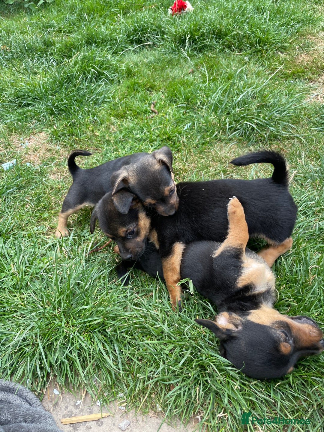 Mixed Breed dogs for sale: Jack Russell Black and Tan terrier puppies  - Image 16