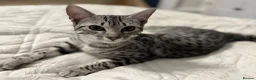 Egyptian Mau cats for sale: Adorable Silver Egyptian Mau Princess 💕 - Advert 10