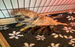 Border Terrier dogs for sale: KC reg Border Terrier pups - Image 1